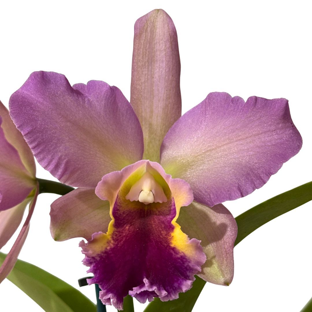 Brassolaeliocattleya Deception Grace 'Copper' X Blc. (Donna Kimura X Susan Holcombe)