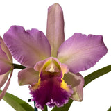 Brassolaeliocattleya Deception Grace 'Copper' X Blc. (Donna Kimura X Susan Holcombe)