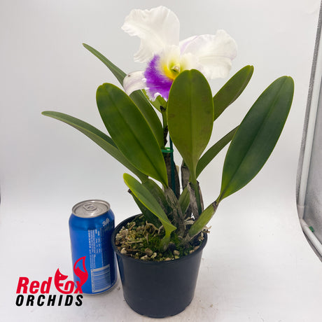 Brassolaeliocattleya California Girl 'Orchid Library' x Mem. Anna Balmores 'Convex'