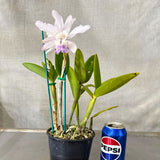 Cattleya intermedia var. coerulea aquinii orlata (Kuranda) X C. Betsy's Azure Sea (4n)