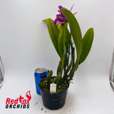 Potinara (Aussie Sunset X Hisako Akatsuka) X Blc. Burdekin News