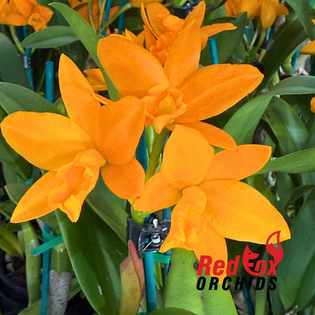 Rhyncattleanthe (Fuch's Orange Nugget x Young-Min Orange) 'Flora'
