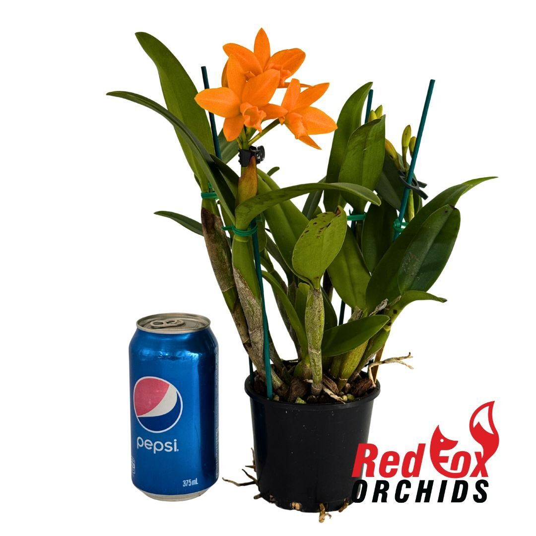 Rhyncattleanthe (Fuch's Orange Nugget x Young-Min Orange) 'Flora'