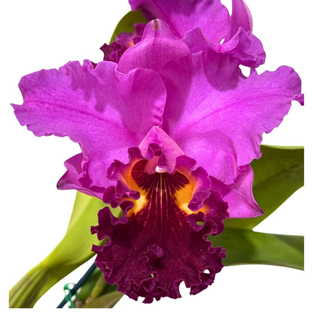 Brassolaeliocattleya Topaz Love 'White, Yellow Splash' x Glenn Maidment 'Southern Cross'