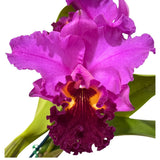 Brassolaeliocattleya Topaz Love 'White, Yellow Splash' x Glenn Maidment 'Southern Cross'