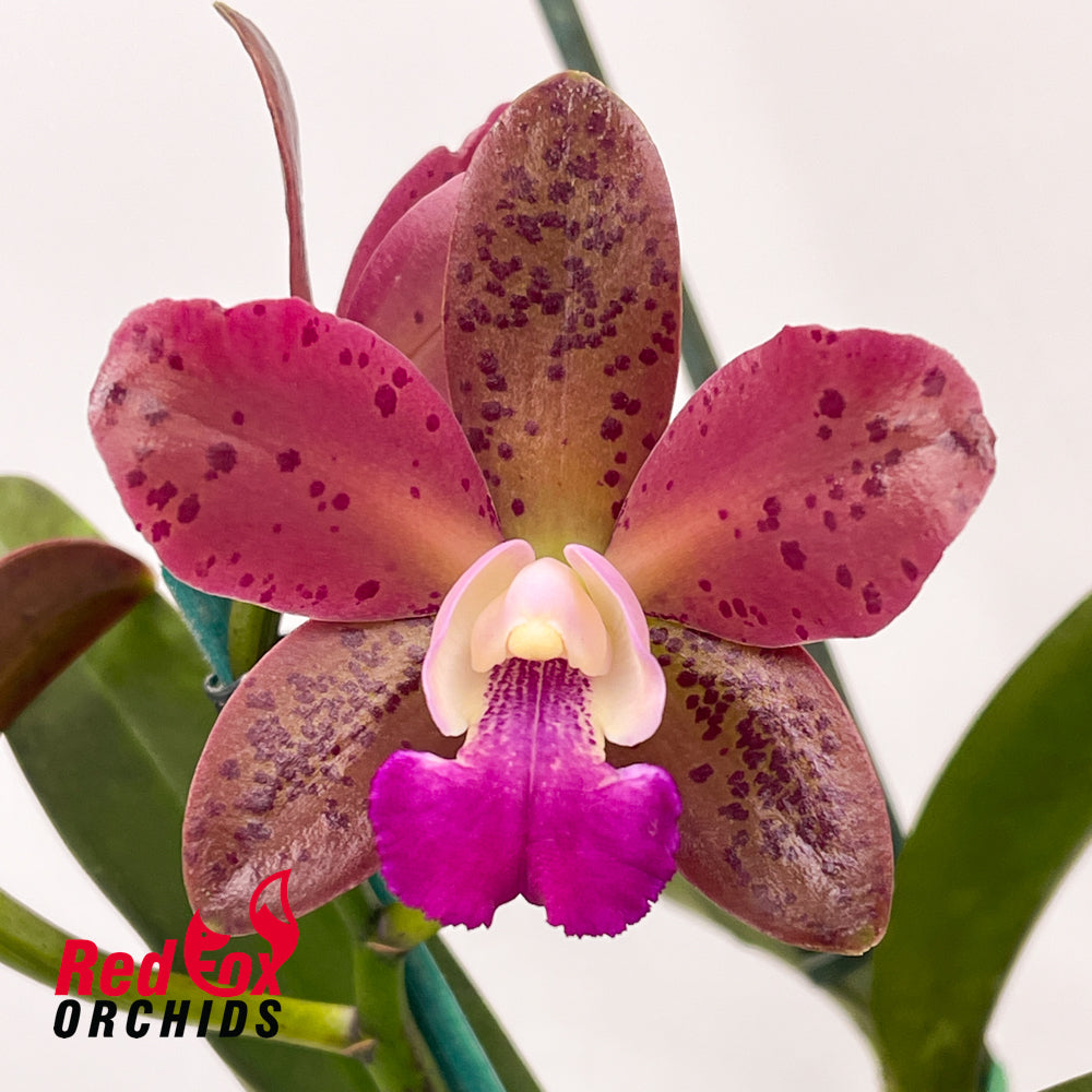 Sophrolaeliocattleya Jungle Hotspot 'Purple Red' x Cattleya Chocolate Drop 'Garcia' (4n)