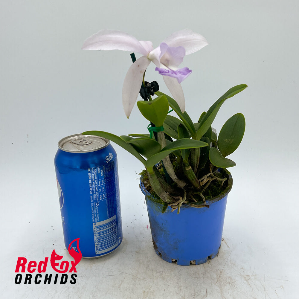 Cattleya intermedia fma. aquinii-coerulea 'Big Blue' X Lc. Moonlight Dream