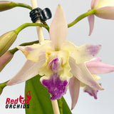 Laeliocattleya Pure Yellow