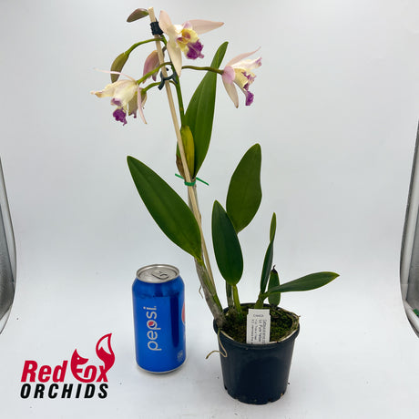 Laeliocattleya Pure Yellow