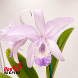 Cattleya Undine