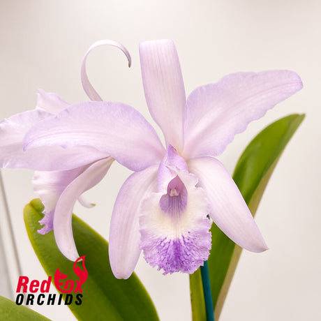 Cattleya Undine