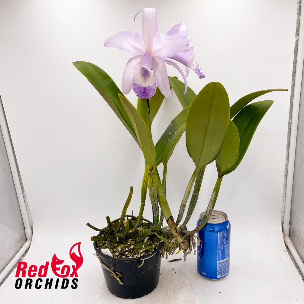 Cattleya Undine