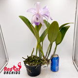 Cattleya Undine