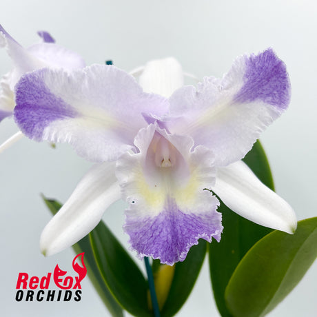 Cattleya Undine