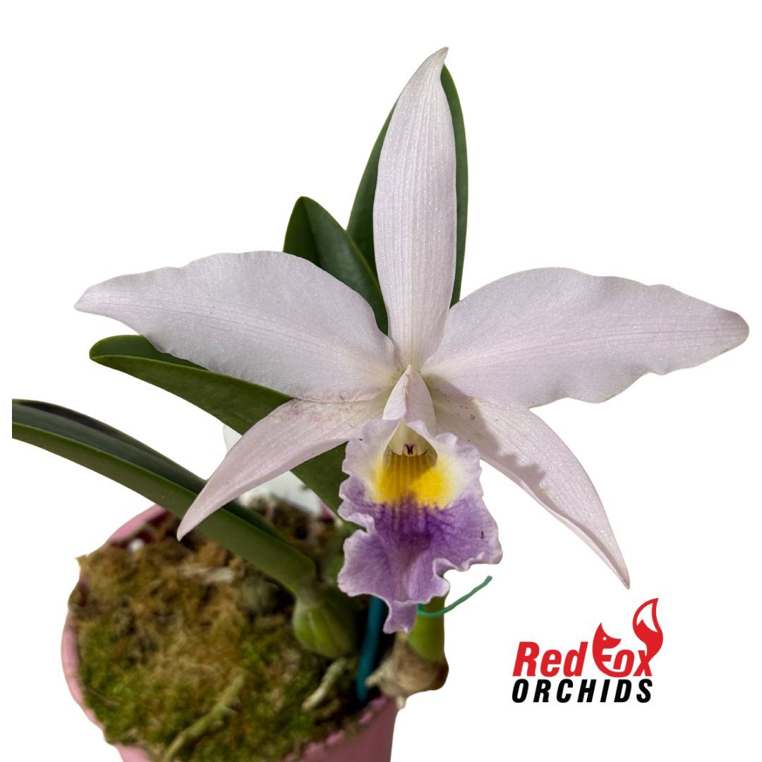 Cattleya mossiae var. coerulea X Lc. Moonlight Dream