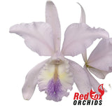 Cattleya intermedia coerulea (4n) 'Big & Fat' X Lc. Cariad's Mini-Quinee 'Angel Kiss'