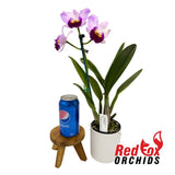 Brassolaeliocattleya Topaz Love X Blc. Memoria Anna Balmores 'Convex'