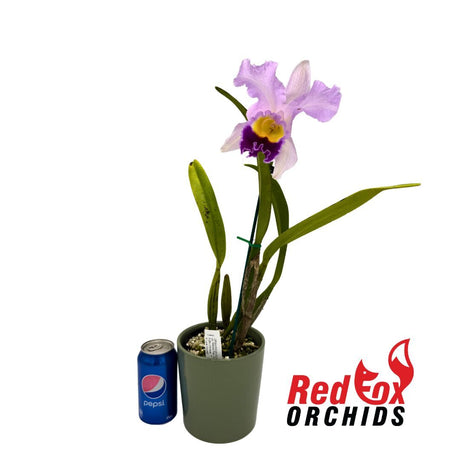 Laeliocattleya Melody Fair 'Carol' X Blc.(Horace X Love Sound)
