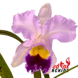 Laeliocattleya Melody Fair 'Carol' X Blc.(Horace X Love Sound)