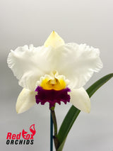 Laeliocattleya Melody Fair 'Carol' X Blc.(Horace X Love Sound)