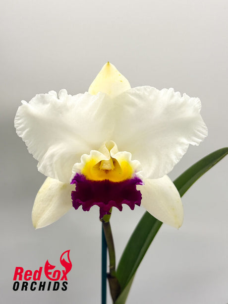 Laeliocattleya Melody Fair 'Carol' X Blc.(Horace X Love Sound)