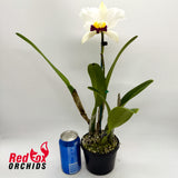 Laeliocattleya Melody Fair 'Carol' X Blc.(Horace X Love Sound)