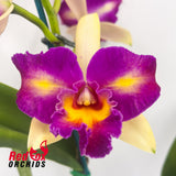 Brassolaeliocattleya Tzeng-Wen Dragon X Blc. Tzeng-Wen Beauty