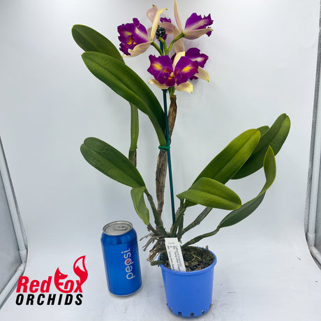 Brassolaeliocattleya Tzeng-Wen Dragon X Blc. Tzeng-Wen Beauty