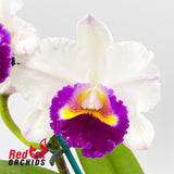 Laeliocattleya (Shirayukihime X Orglade's Glow) X Blc. Burdekin News