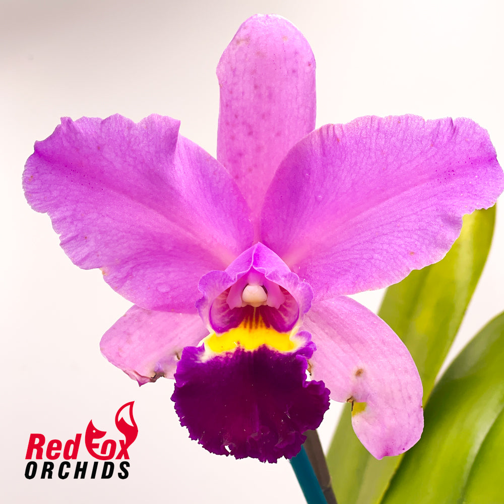 Laeliocattleya Aussie Sunset X Blc. (Caudebec X Dal's Grace)