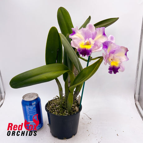 Brassolaeliocattleya Love Sound X Lc. Orchid Affair