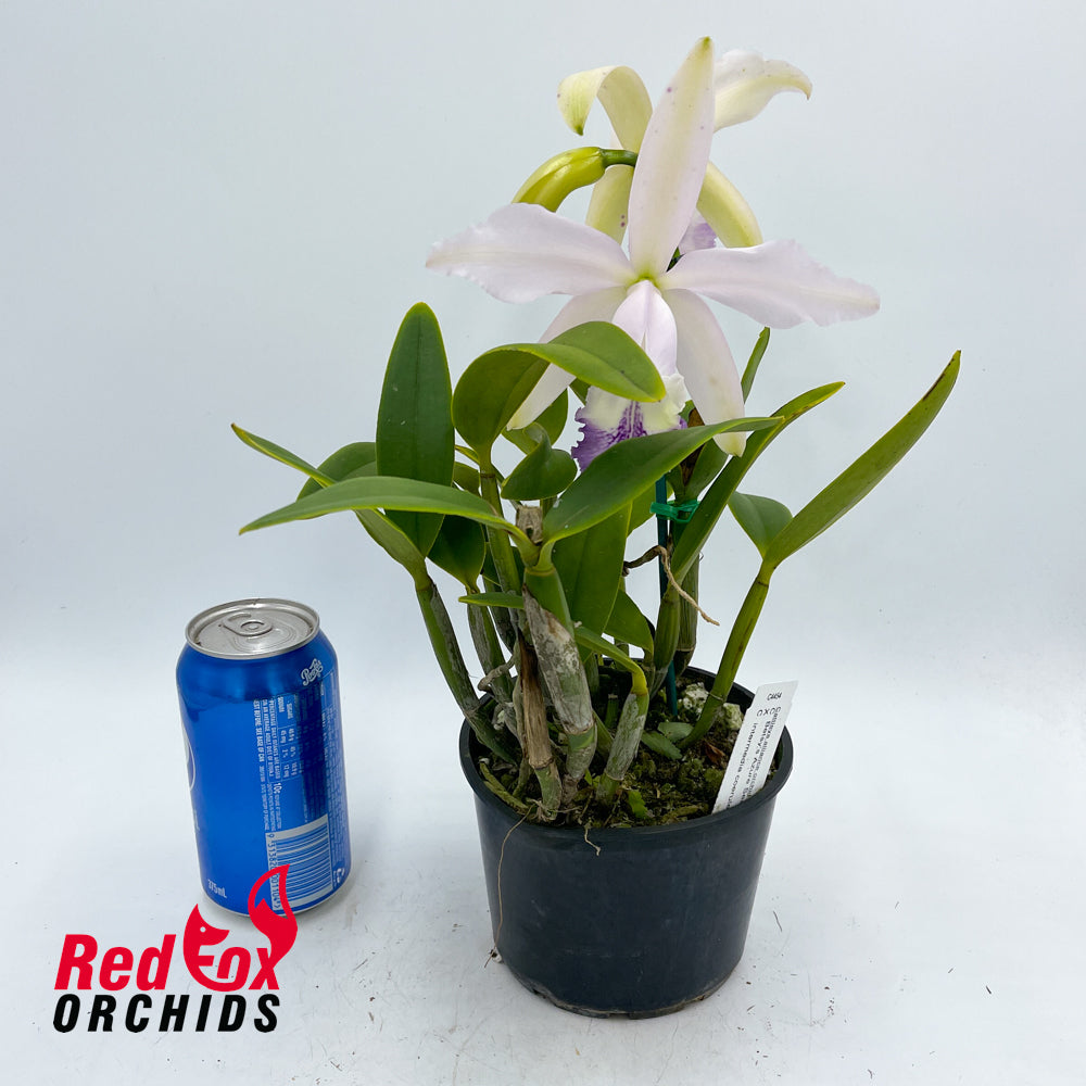 Cattleya Betsy's Azure Sea X C. intermedia coerulea 'Big Blue'