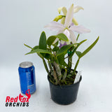 Cattleya Betsy's Azure Sea X C. intermedia coerulea 'Big Blue'