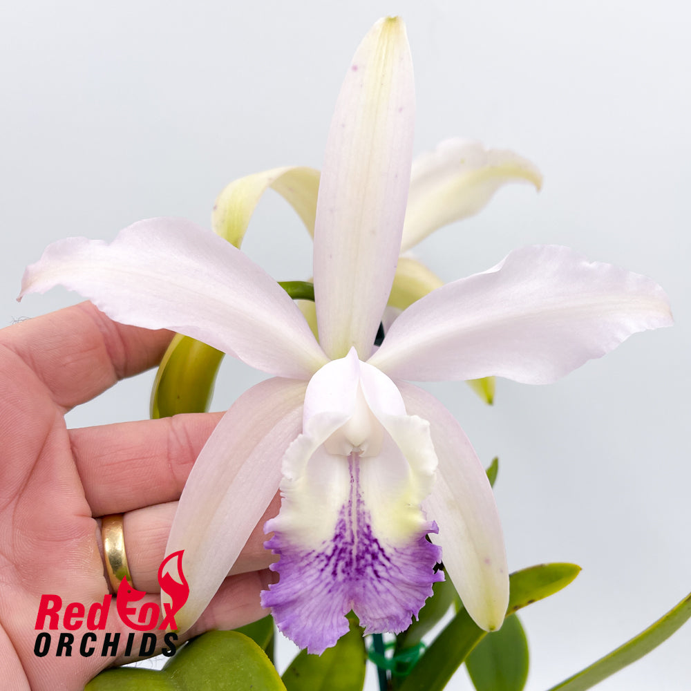 Cattleya Betsy's Azure Sea X C. intermedia coerulea 'Big Blue'