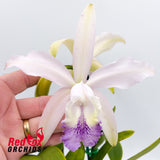 Cattleya Betsy's Azure Sea X C. intermedia coerulea 'Big Blue'