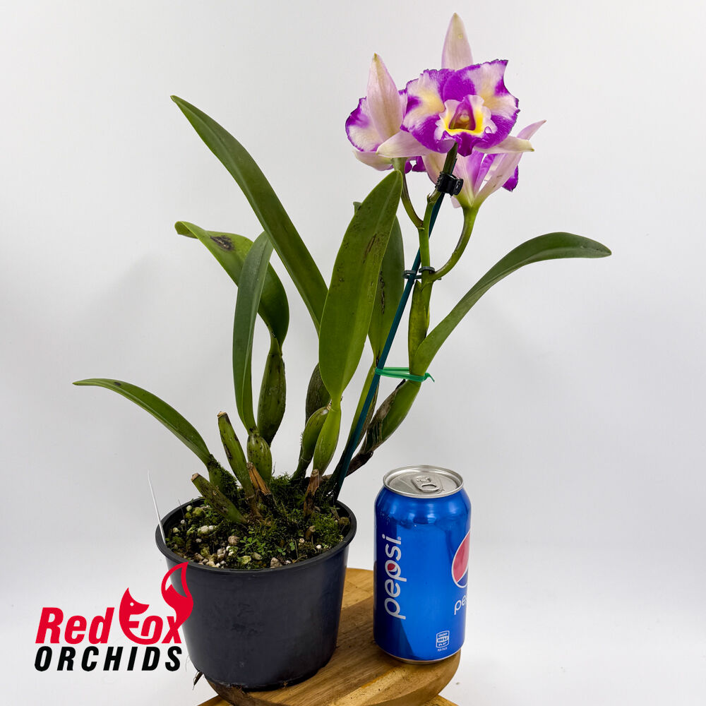 Potinara Shin Shiang Diamond 'Orchis' X Bc. Deception Flare 'Yellow Flare'