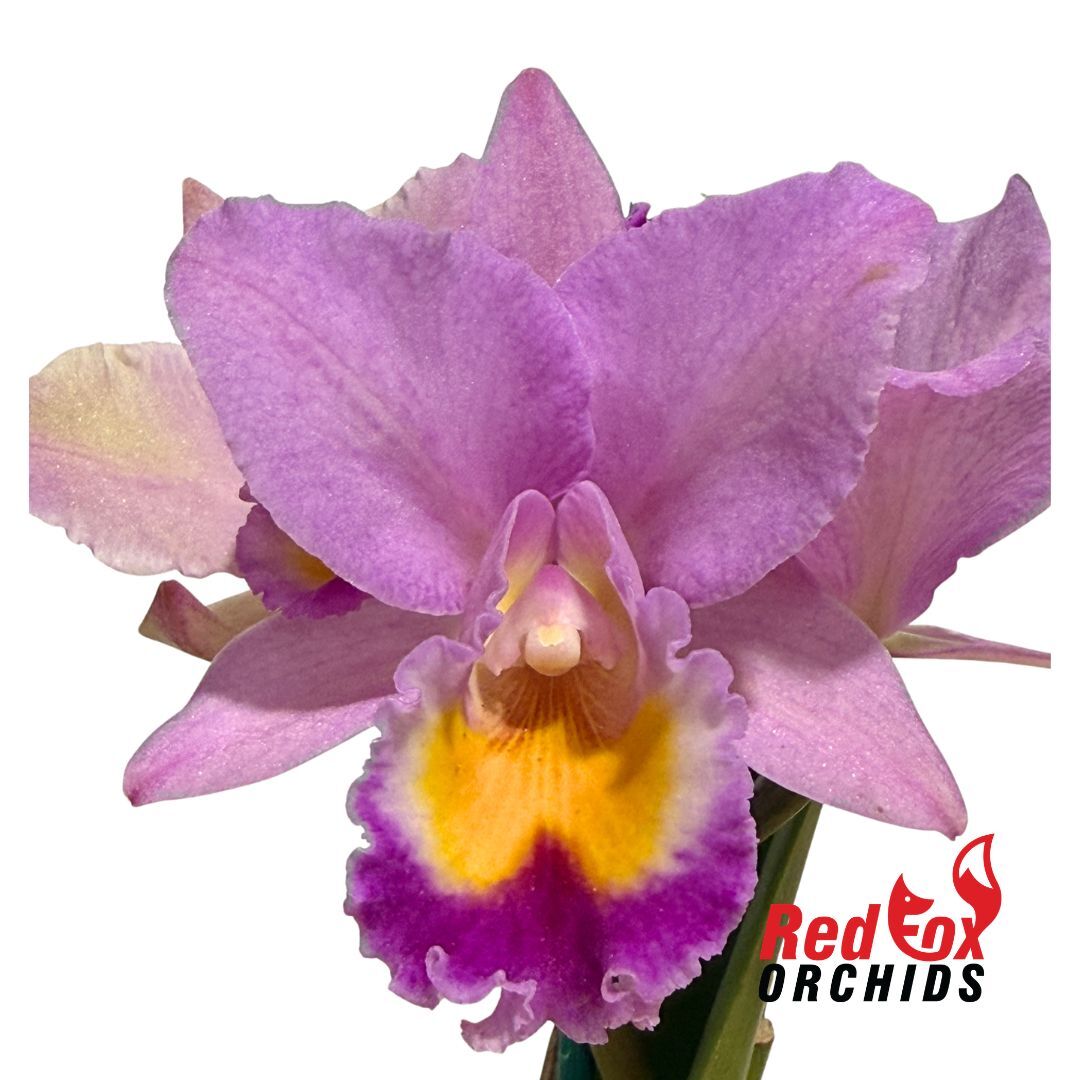 Cattleya Horace x Brassolaeliocattleya (Love Sound x Topaz Dancer)