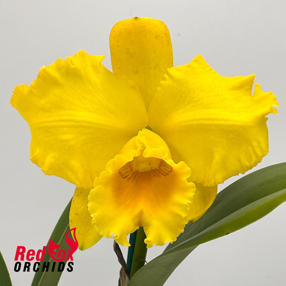 Cattleya Horace X Rth. Nell Hammer