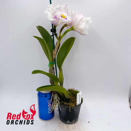 Brassolaeliocattleya Pretty Nicole X Blc. Burdekin News