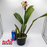 Laeliocattleya Mari's Song X Blc. Kei's Love Sound