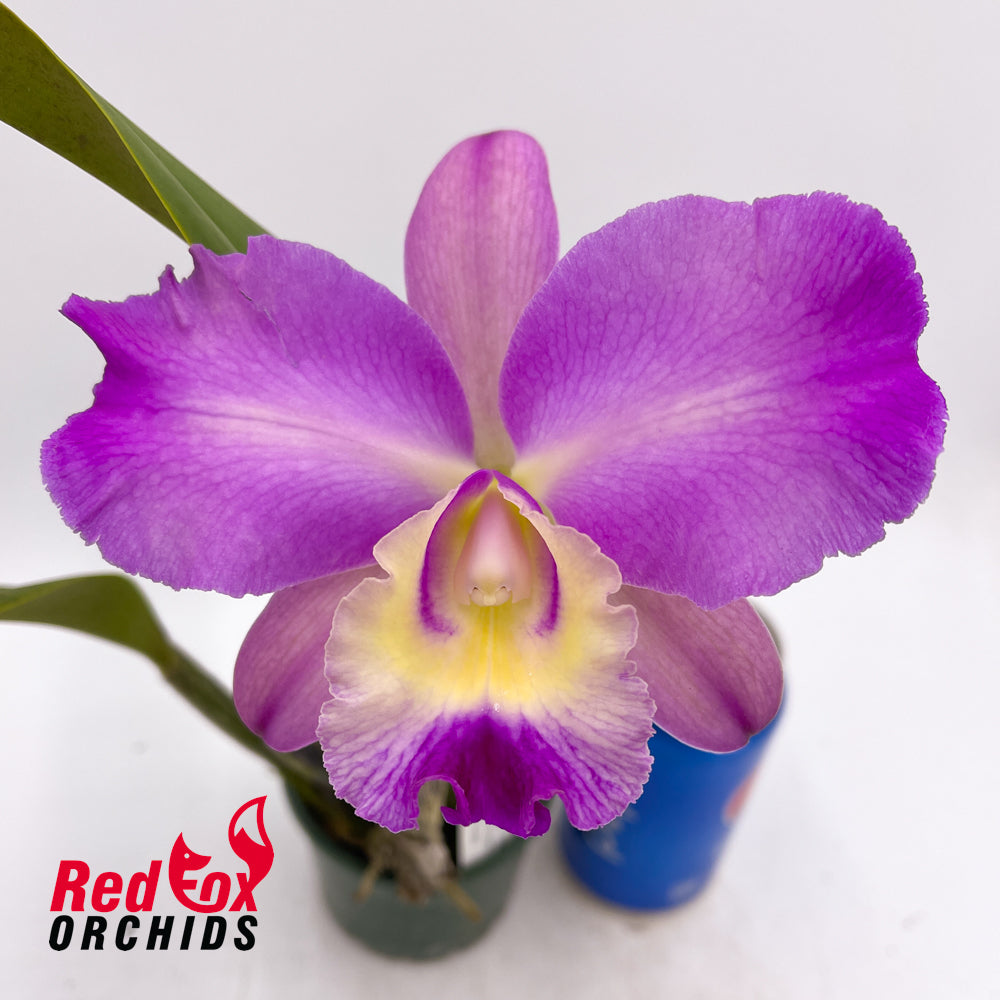 Laeliocattleya Alsaks Pattern 'Cheeky' X Pot. (Dal's Monarch X Dal's Choice)