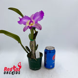 Laeliocattleya Alsaks Pattern 'Cheeky' X Pot. (Dal's Monarch X Dal's Choice)