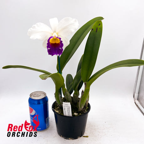Laeliocattleya Shirayukihime 'M' X Lc. Magic Melody 'Superb'