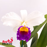 Laeliocattleya Shirayukihime 'M' X Lc. Magic Melody 'Superb'