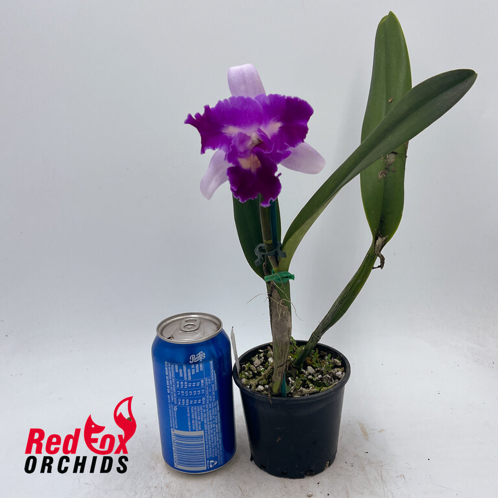 Cattleya purpurata var. carnea 'GBTS' x Laeliocattleya Mari's Song