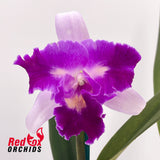 Cattleya purpurata var. carnea 'GBTS' x Laeliocattleya Mari's Song