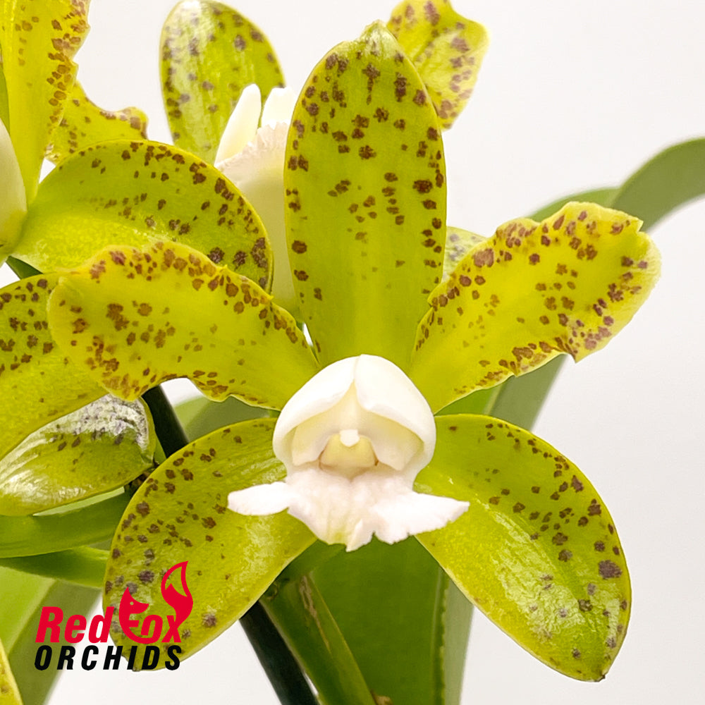 Cattleya guttata var. albina 'Centro de Esmerald' X