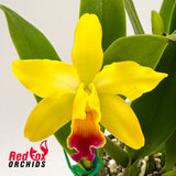 Potinara Roy's Magic 'Janet' X C. luteola