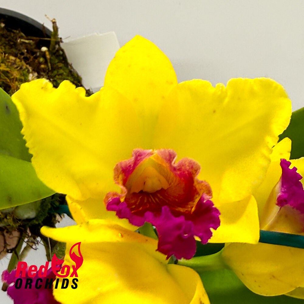 Potinara Little Magician X Blc. (Haw Yuan Beauty X Melody Fair)