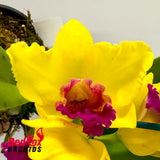 Potinara Little Magician X Blc. (Haw Yuan Beauty X Melody Fair)